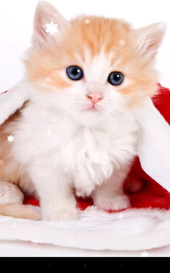 Christmas Cat Live Wallpaper