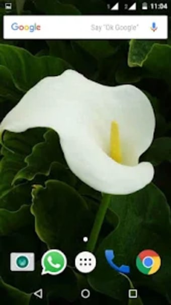 Calla Lilly Wallpapers HD
