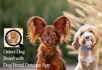 Dog breed detector