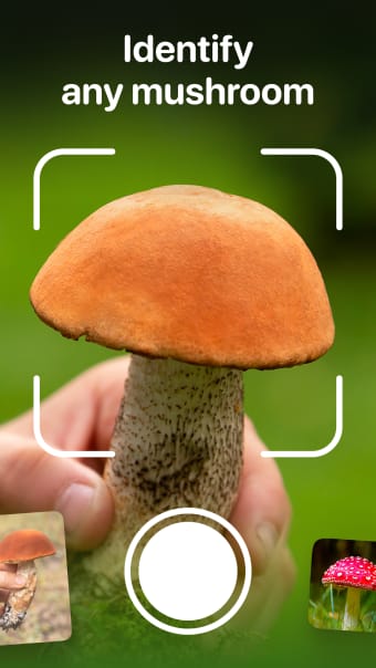 Mushroom Identification: Fungi