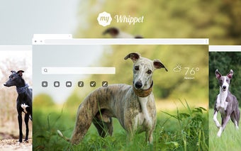 My Cute Whippet - Puppy & Dog Wallpapers