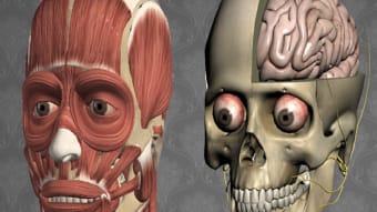 3D Bones and Organs Anatomy