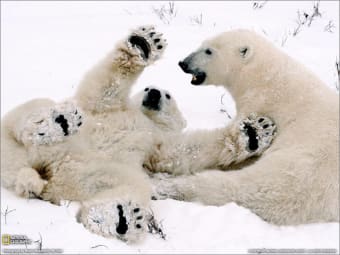 National Geographic Polar Bear Cubs Playing Wallpaper