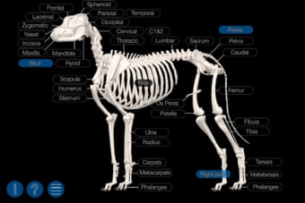 Dog Anatomy: Canine 3D