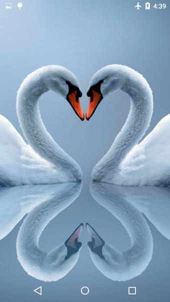 Swans Live Wallpaper