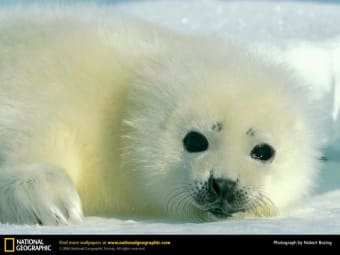 National Geographic Baby Harp Seal Wallpaper
