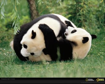 National Geographic Panda Wrestling Wallpaper