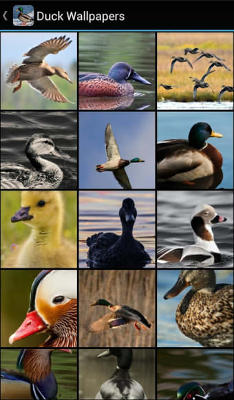 Duck Wallpapers