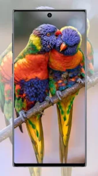 Cute Parrot Wallpaper