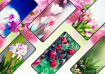 Flower Wallpapers