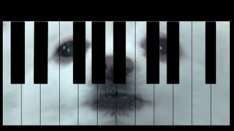 Gabe the dog Piano