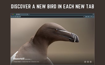 BirdTab - Discover Bird Pictures & Songs in New Tabs