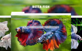 Betta Fish HD Aquarium Wallpapers New Tab