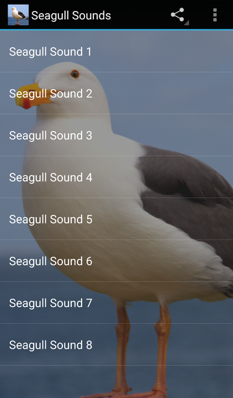 Seagull Sounds