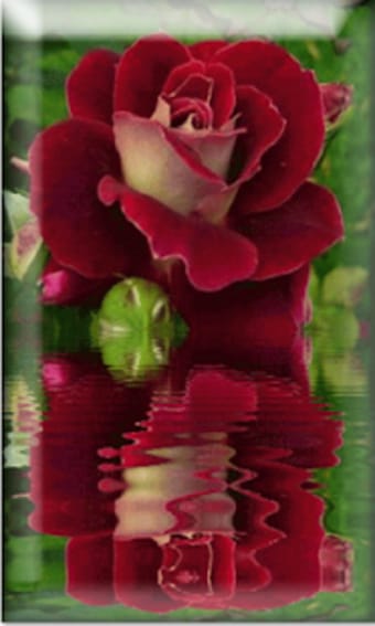 Reflecting Roses 3D LiveWP