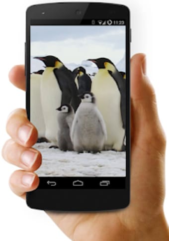 Penguins Video Live Wallpaper