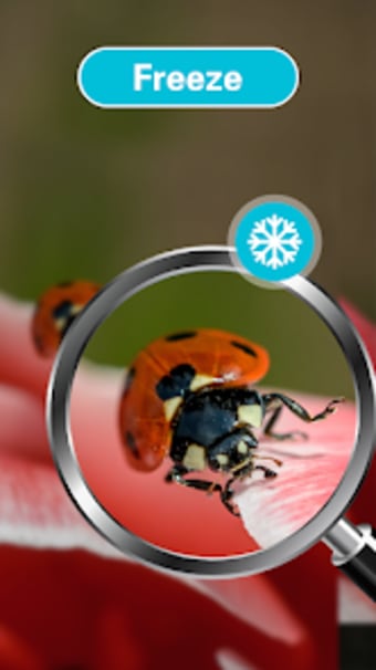 Magnify Glass - Magnifier Ware