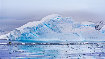 Antarctic Dolphin Escape