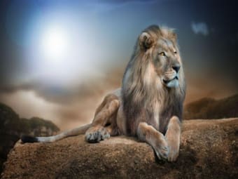 Lion HD Wallpaper