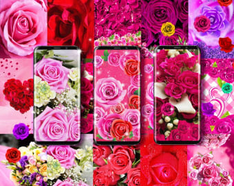 Rose live wallpaper