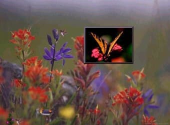 Butterfly-by Screen Saver