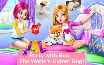 Boo  The Worlds Cutest Dog