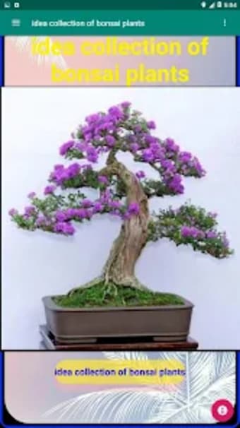 idea collection of bonsai plan