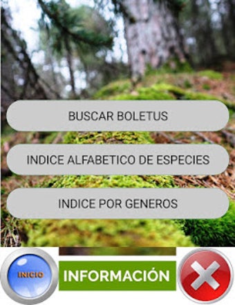 GUIA DE SETAS: BOLETUS