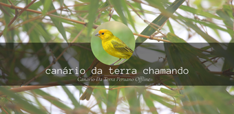 Canário Da Terra Chamando