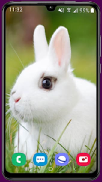 Rabbit HD Wallpaper