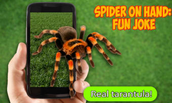 Scary Spider AR