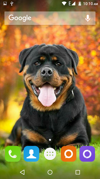 Rottweiler Dog Hd Wallpapers