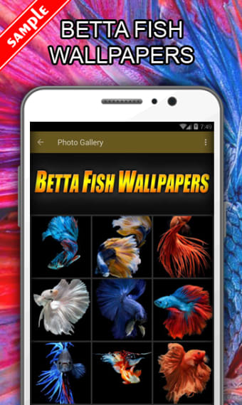 Betta Fish Wallpapers