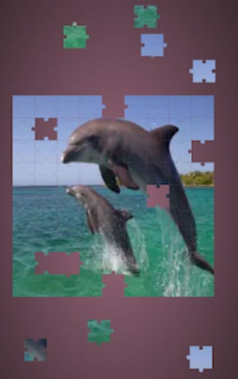 Real Dolphins Game : Jigsaw Puzzle 2019