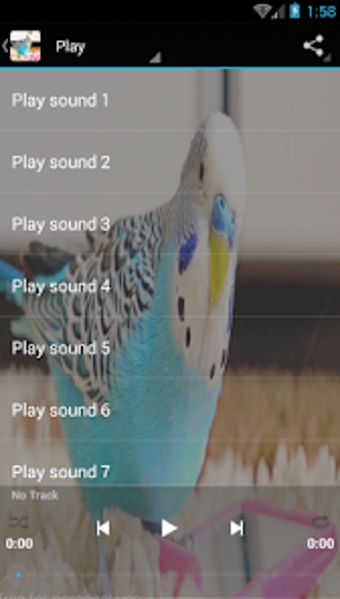 Parakeet sounds