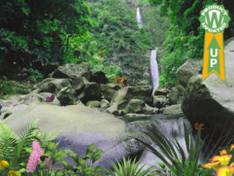 Jungle Waterfall