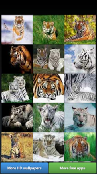 Big Cats HD Wallpapers