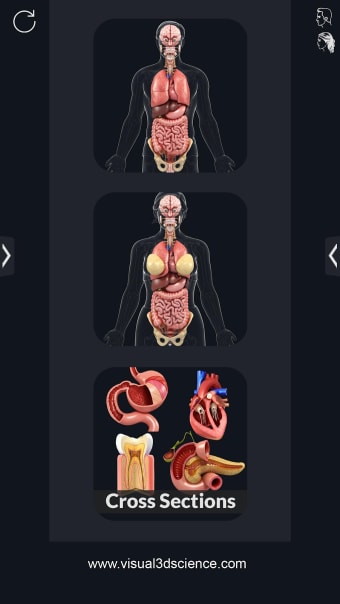 Organs Anatomy Pro.