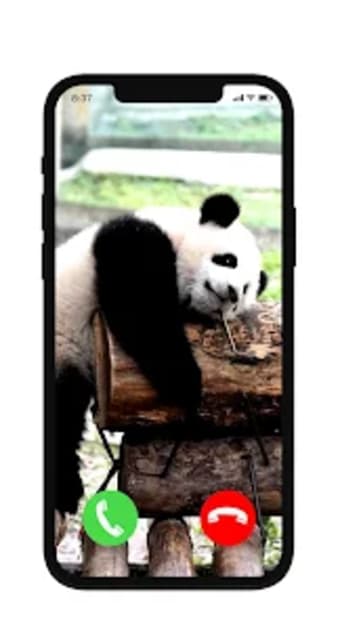 panda animal fake video call