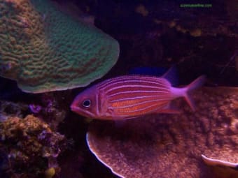 Free Coral Fish Screensaver