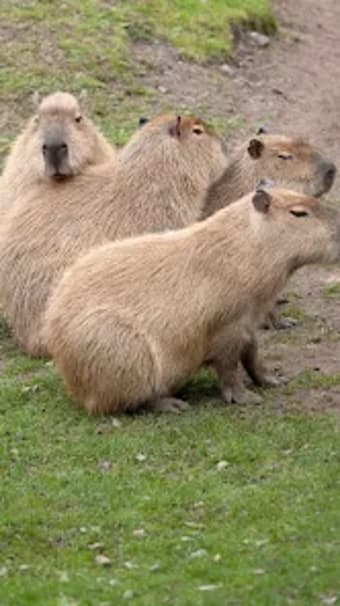 Capybara wallpaper