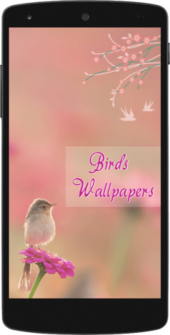 Bird Wallpapers HD
