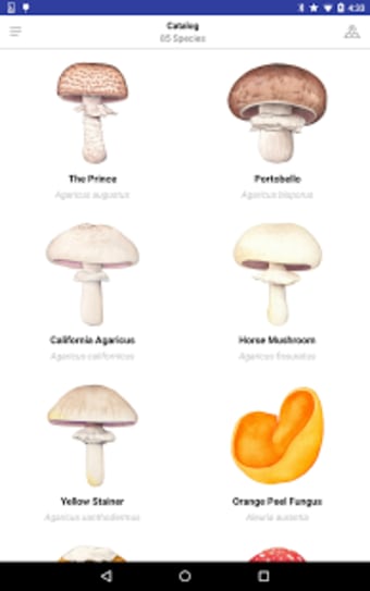 Mushroom Guide - North America