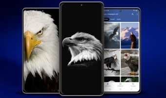 Eagle Aesthetic HD Wallpaper