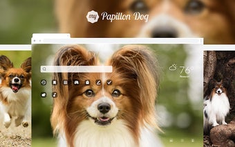 My Papillon - Cute Dog & Puppy Wallpapers