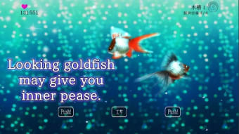 Goldfish Friends