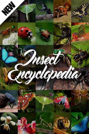 Insect Encyclopedia