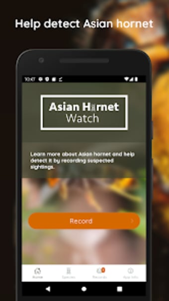 Asian Hornet Watch