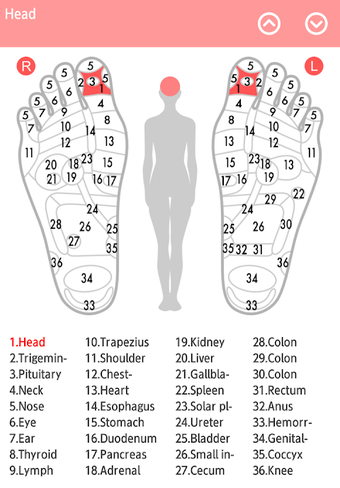 Reflexology chart