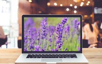 Lavender HD Wallpapers Flower Theme